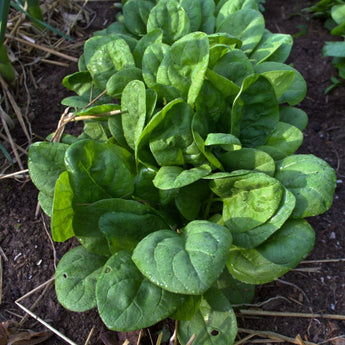 Seaside Spinach (F1 Hybrid 30 Days)