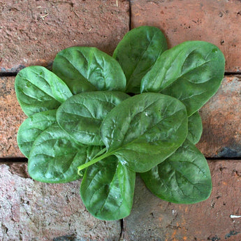 Seaside Spinach (F1 Hybrid 30 Days)