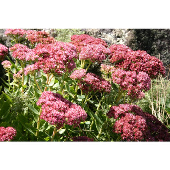 Sedum Mix - Flowers