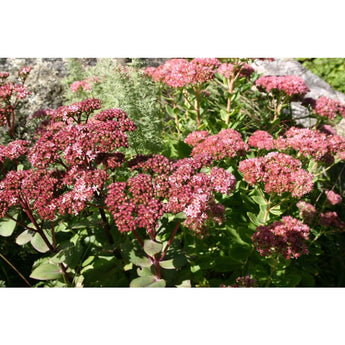 Sedum Mix - Flowers