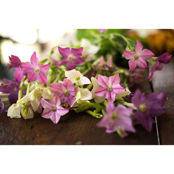 Nicotiana - Sensation Mix - Flowers