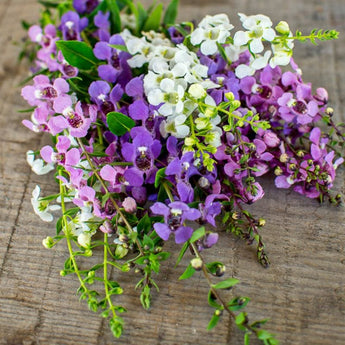 Serena Mix Angelonia - Flowers