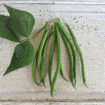 Serengeti Bush Bean (55 Days) - Vegetables