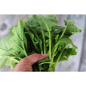 SESSANTINA GROSSA BROCCOLI (34 Days) - Vegetables