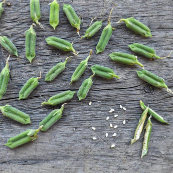 Shirogoma Sesame (85 Days) - Vegetables