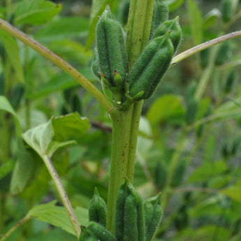 Shirogoma Sesame (85 Days) - Vegetables