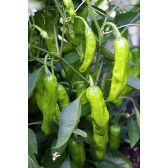 Shishito Pepper (Organic 60 Days) - Vegetables