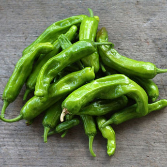 Shishito Pepper (Organic 60 Days) - Vegetables