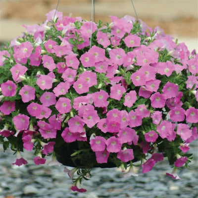 Shock Wave Pink Petunia (Petunia hybrida)