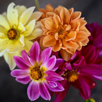 Showpiece Mixture Dahlia - Flowers