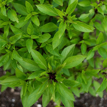 Siam Queen Thai Basil - Herbs