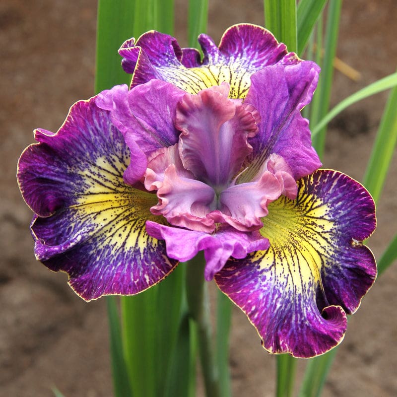 Siberian Iris