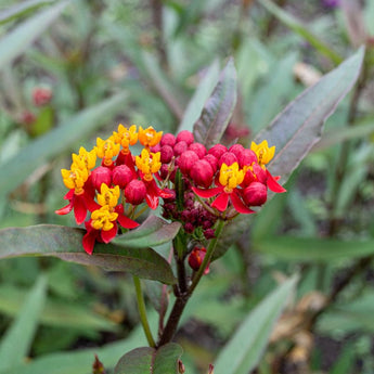 Silky Deep Red Milkweed - Flowers