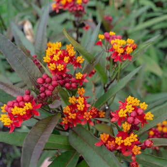 Silky Deep Red Milkweed - Flowers