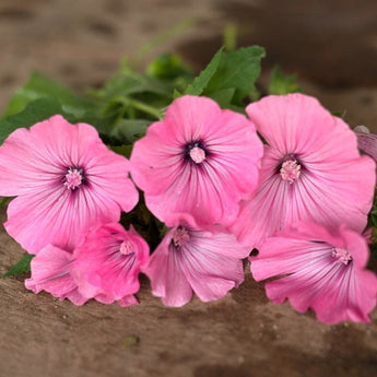 Silver Cup Lavatera - Flowers