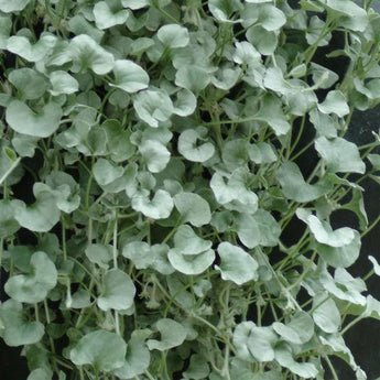 Silver Falls Dichondra - Flowers