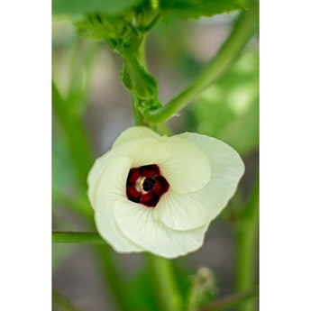 Silver Queen Okra (Heirloom 80 Days) - Vegetables