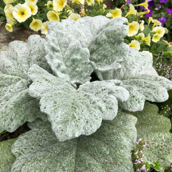 SILVER SAGE - Herbs