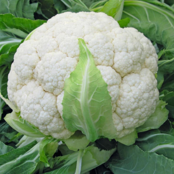 Skywalker Cauliflower (F1 Hybrid 80 Days Organic) – Pinetree Garden Seeds