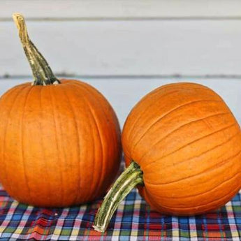 Small Sugar Pumpkin (Heirloom 95 Days) - Vegetables