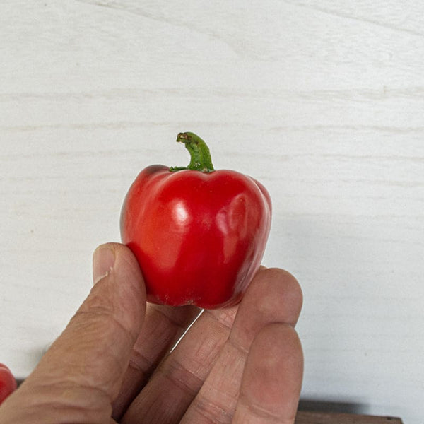 Red Bell Pepper - 1.5 Lbs (红椒) – Asian Veggies