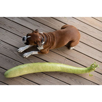 Snake Gourd (100 Days) - Vegetables