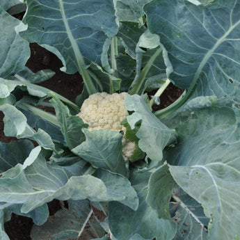 Snow Crown Cauliflower (F1 Hybrid 53 Days) - Vegetables