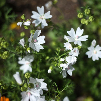 Snow White Malva - Flowers