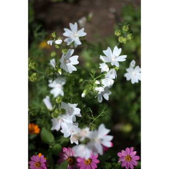 Snow White Malva - Flowers