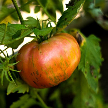 Solar Flare Tomato (Organic 85 Days) - Vegetables