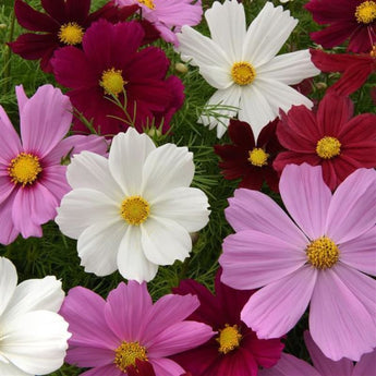 Sonata Dwarf Mix Cosmos - Flowers