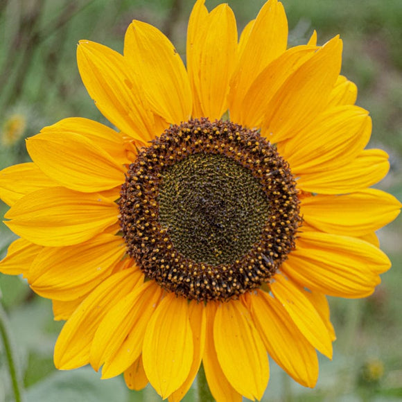 Soraya Sunflower – Pinetree Garden Seeds