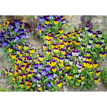 Sorbet Mix Viola - Flowers