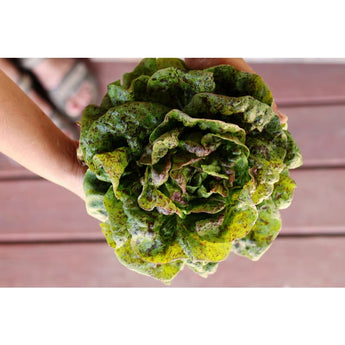 Speckled Butterhead Lettuce (Heirloom 55 days) - Vegetables