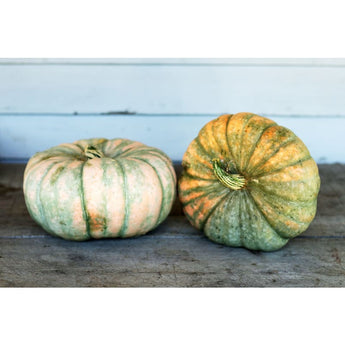 Speckled Hound Squash (F1 Hybrid 100 Days) - Vegetables