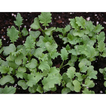 Spigariello Liscia Greens (44 Days) - Vegetables