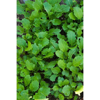 Spigariello Liscia Greens (44 Days) - Vegetables