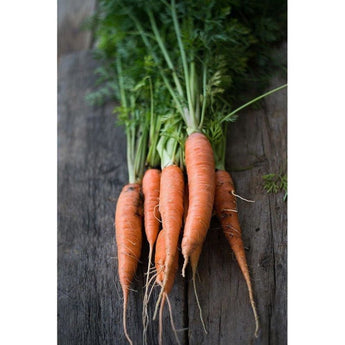 St Valery Carrot (Heirloom 60-80 Days) - Vegetables