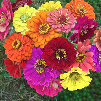 State Fair Mix Zinnia - Flowers