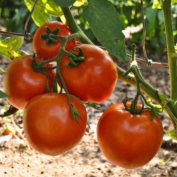 Stellar Tomato (F1 Hybrid 70-75 Days) - Vegetables