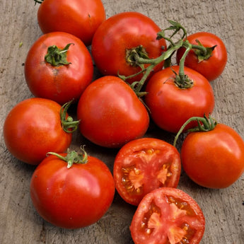 Stellar Tomato (F1 Hybrid 70-75 Days) - Vegetables