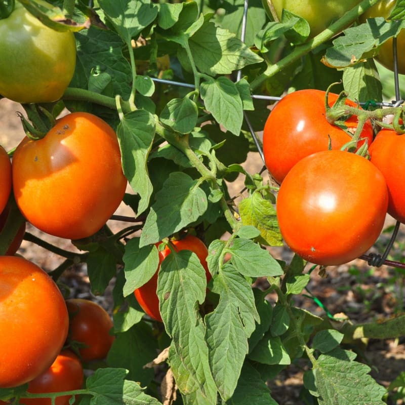 https://www.superseeds.com/cdn/shop/products/stellar-tomato-f1-hybrid-70-75-days-vegetables-pinetree-garden-seeds-779.jpg?v=1601304393