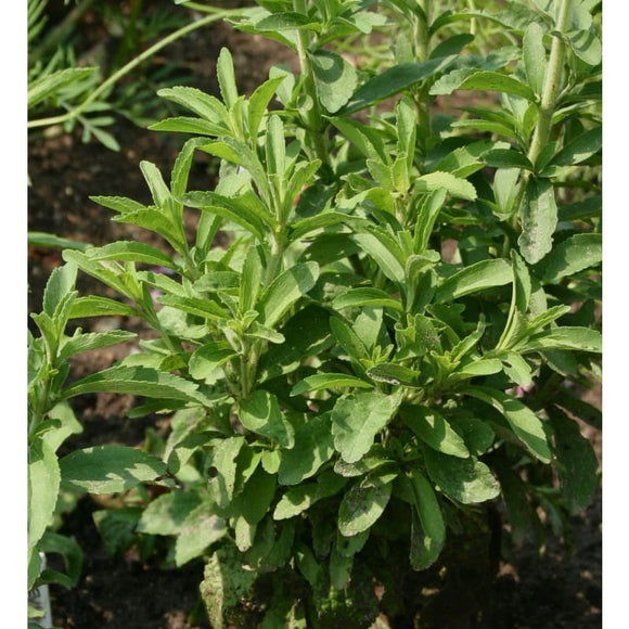 Stevia – Pinetree Garden Seeds