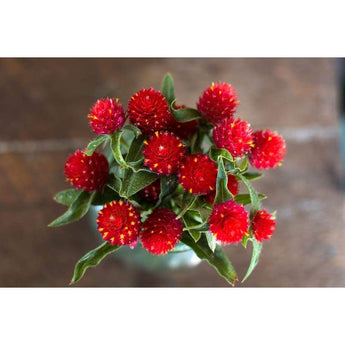 Gomphrena - Strawberry Fields - Flowers