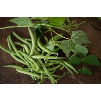 Stringless Green Pod Bush Bean (50 Days Heirloom) - Vegetables