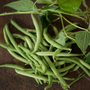 Stringless Green Pod Bush Bean (Heirloom 50 Days) - Vegetables