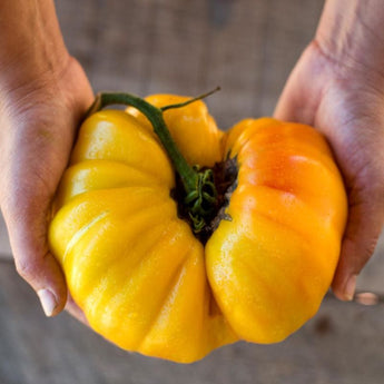 Striped German Tomato (Organic Heirloom 80 Days) - Vegetables