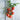 Stupice Tomato (Heirloom 65 Days) - Vegetables