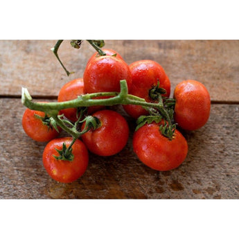 Sub Arctic Plenty Tomato (60 Days) - Vegetables