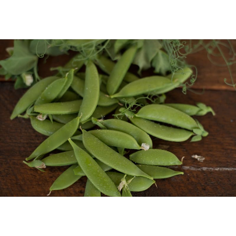 Sugar Lace II Snap Pea (65 Days) – Pinetree Garden Seeds